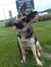 German Shepherd Dog Dogs for adoption in Northville, MI, USA