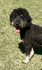 Bernedoodle Dogs for adoption in Texarkana, TX, USA