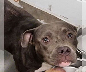 American Bulldog-Unknown Mix Dogs for adoption in Tavares, FL, USA