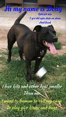 Mastador Dogs for adoption in Evergreen, CO, USA