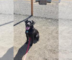 Labrador Retriever Dogs for adoption in St Helens, OR, USA
