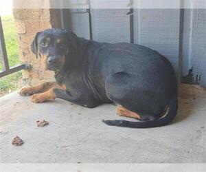 Rottweiler-Unknown Mix Dogs for adoption in San Antonio, TX, USA