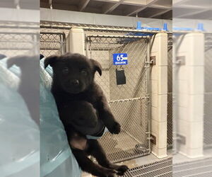 German Shepherd Dog-Unknown Mix Dogs for adoption in Stockton, CA, USA