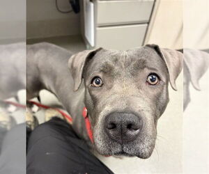 Mutt Dogs for adoption in Las Vegas, NV, USA