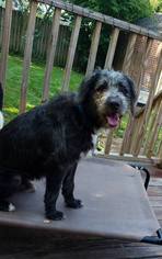 Medium Photo #1 Irish Wolfhound-Unknown Mix Puppy For Sale in Tenafly, NJ, USA