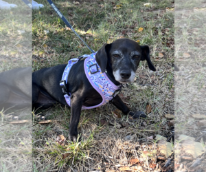 Dachshund-Unknown Mix Dogs for adoption in Rockville, MD, USA