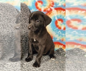 Mutt Dogs for adoption in Royal Palm Beach, FL, USA