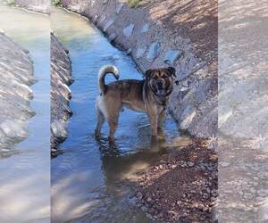 Mutt Dogs for adoption in phoenix, AZ, USA