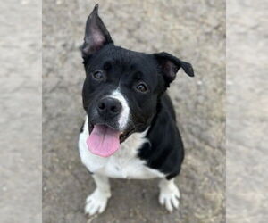 Mutt Dogs for adoption in Canton, CT, USA