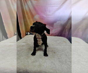 Rat Terrier-Unknown Mix Dogs for adoption in Metairie, LA, USA