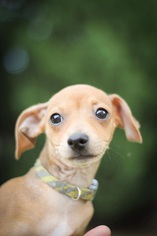 Medium Photo #1 Italian Greyhuahua Puppy For Sale in Charlotte, NC, USA