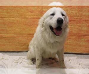 Great Pyrenees Dogs for adoption in Modesto, CA, USA