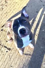 American Pit Bull Terrier Dogs for adoption in Goodlettsville, TN, USA