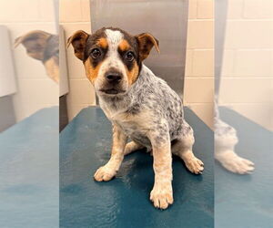 Mutt Dogs for adoption in Mobile, AL, USA