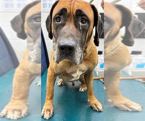 Mastiff-Unknown Mix Dogs for adoption in Mobile, AL, USA
