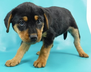Labrottie Dogs for adoption in Morton Grove, IL, USA