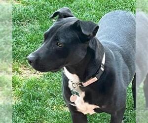 Staffordshire Bull Terrier Dogs for adoption in Tempe, AZ, USA