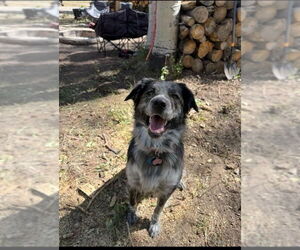 Great Pyrenees Dogs for adoption in Bountiful, UT, USA