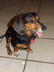 Dachshund Dogs for adoption in Bronx, NY, USA