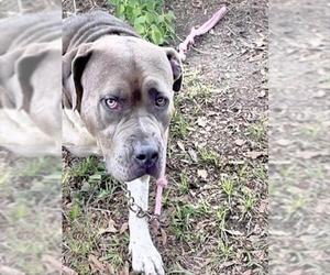 American Pit Bull Terrier Dogs for adoption in Houston, TX, USA