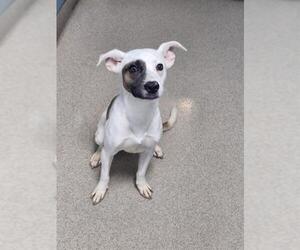 Mutt Dogs for adoption in Woodbury, NY, USA