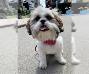 Shih Tzu Dogs for adoption in Staten Island, NY, USA
