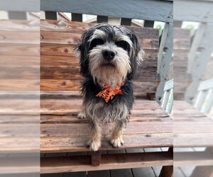 Mutt Dogs for adoption in Sandy, UT, USA