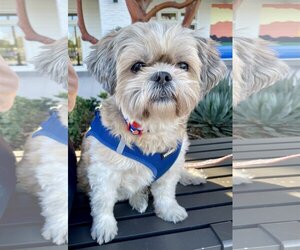 Shih Tzu Dogs for adoption in Menifee, CA, USA