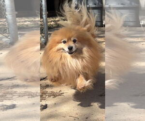 Pomeranian Dogs for adoption in Harrison, AR, USA