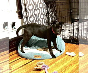 American Pit Bull Terrier-Unknown Mix Dogs for adoption in Catasauqua, PA, USA