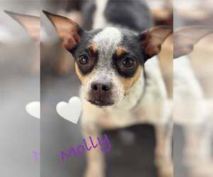 Rat Terrier-Unknown Mix Dogs for adoption in Turlock, CA, USA