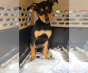 Meagle Dogs for adoption in New Smyrna Beach, FL, USA