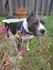 American Pit Bull Terrier Dogs for adoption in miami, FL, USA