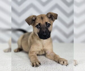 Shepradors Dogs for adoption in Lakewood, CO, USA