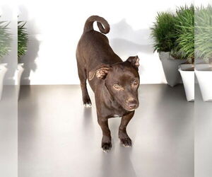 Dachshund Dogs for adoption in Menifee, CA, USA