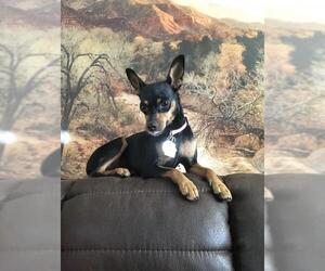 Miniature Pinscher Dogs for adoption in CHANDLER, AZ, USA