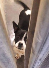 Boston Terrier Dogs for adoption in Cincinnati, OH, USA
