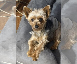Mutt Dogs for adoption in Sioux Falls, SD, USA