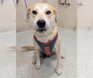 Labrador Retriever-Unknown Mix Dogs for adoption in Conroe, TX, USA