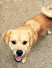 Puggle Dogs for adoption in Gilbertsville, PA, USA