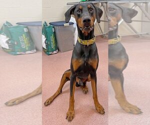 Doberman Pinscher Dogs for adoption in Ogden, UT, USA