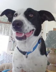Border Collie-Unknown Mix Dogs for adoption in Tehachapi, CA, USA