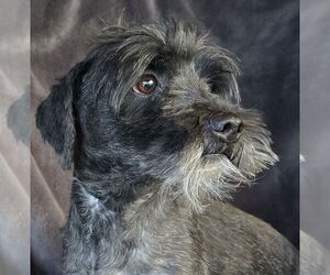 Mutt Dogs for adoption in Albuquerque, NM, USA