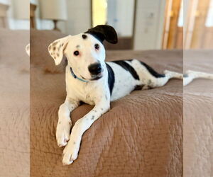 Black Mouth Cur-Unknown Mix Dogs for adoption in Mobile, AL, USA