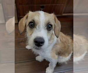Mutt Dogs for adoption in Corona, CA, USA