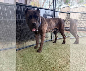 Mutt Dogs for adoption in Goodyear, AZ, USA
