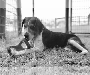 Bagle Hound Dogs for adoption in Delaplane, VA, USA