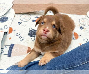 Mutt Dogs for adoption in Holly Springs, NC, USA