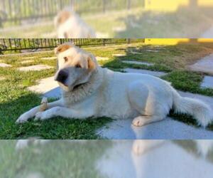 Great Pyrenees Dogs for adoption in Santa Monica, CA, USA