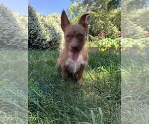 Mutt Dogs for adoption in Chico, CA, USA